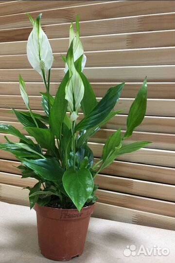 Комнатные цветы бесплатно