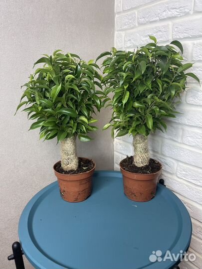Фикус бенджамина комнатные цветы