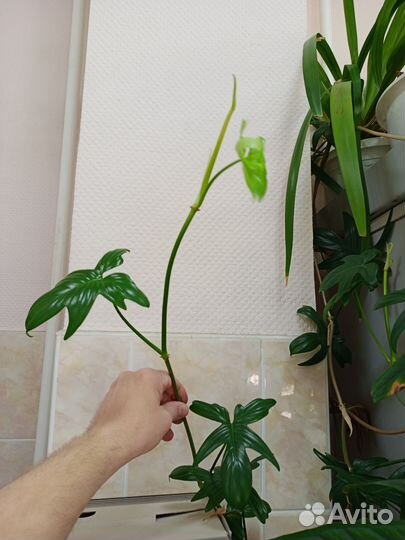 Филодендрон, черенок