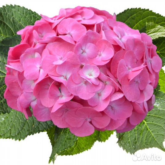 Гортензия рембрант дольче чик