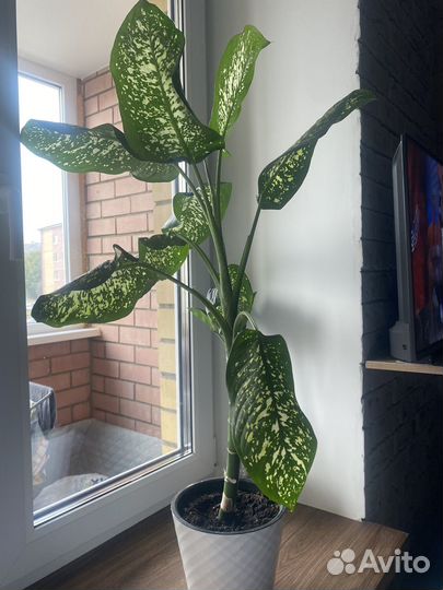 Диффенбахия