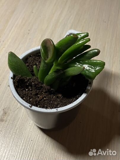 Крассула толстянка денежное дерево