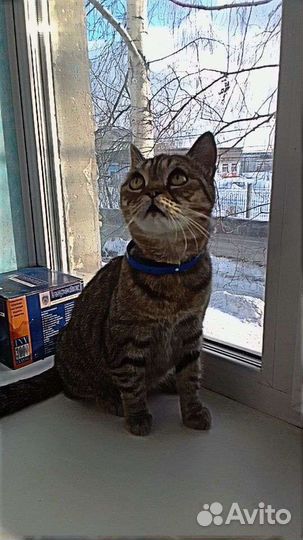 Кошки в хорошие руки