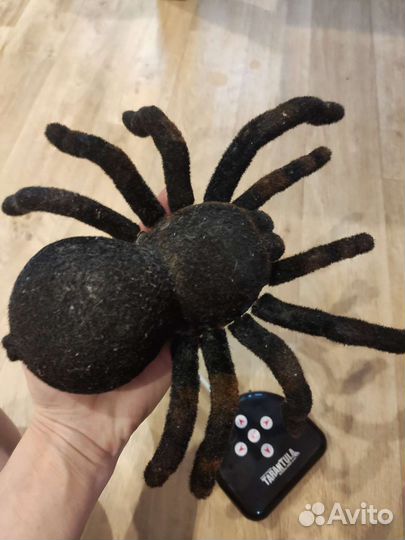 Паук тарантул на пульте управления