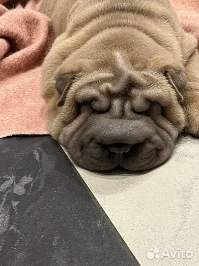 Щенки шарпея