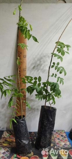 Глициния 4 цвета морозостойкая - 40