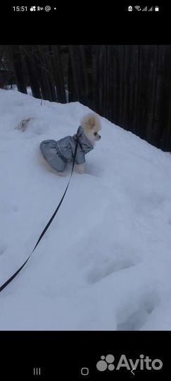 Одежда для маленьких собак