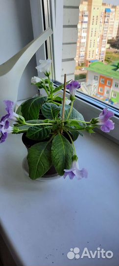 Глоксиния цветущая