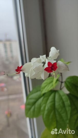 Продам цветы комнатные