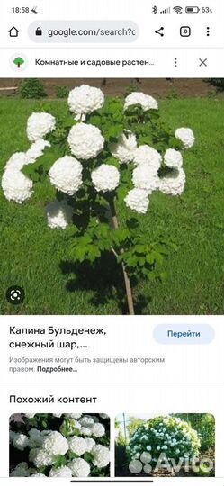 Саженец Калины 