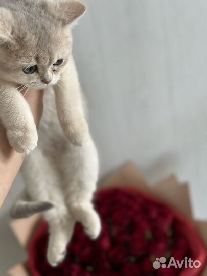 Голубая золотая шиншилла