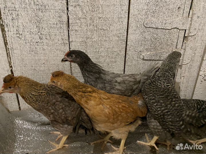 Курочки молодки от 4,5 месяцев все курочки