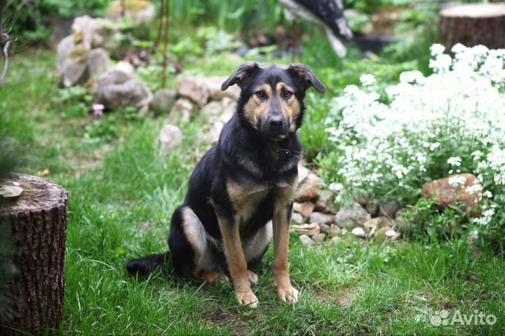 Пёс из приюта мечтает о семье