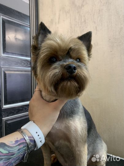 Грумер стрижка собак и кошек