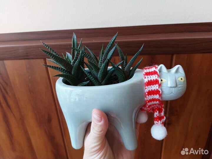 Суккулент и кактуссы