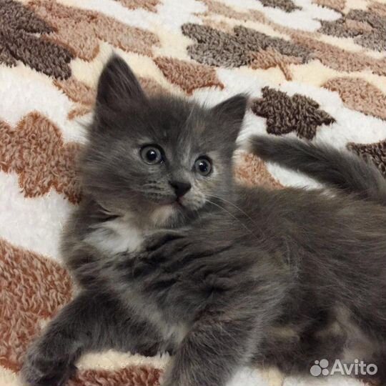 Котята британские