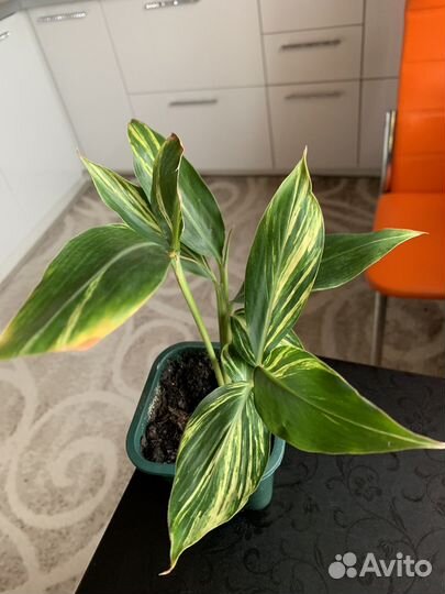 Гибискусы и цветы