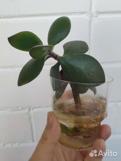 Крассула толстянка