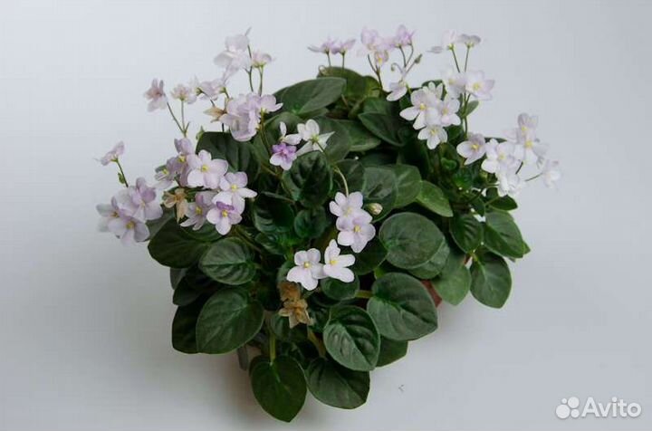 Сортовые фиалки