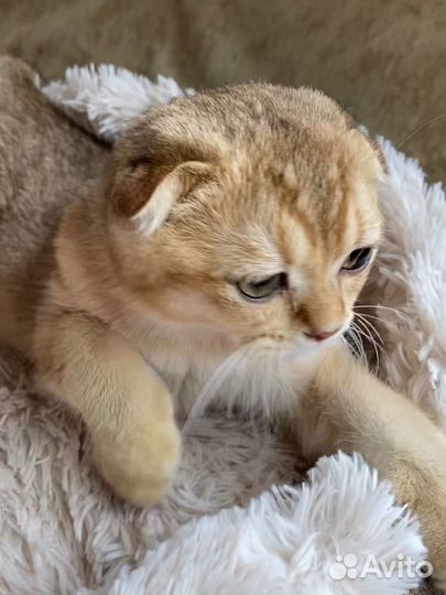 Шотландская вислоухая шиншилла