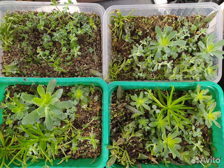 Суккуленты для вашего мини садика флорариума