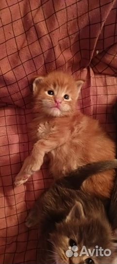 Котята мейн-кун