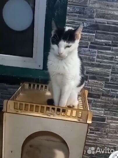 Кошка стерилизована хочет жить/ ищет дом