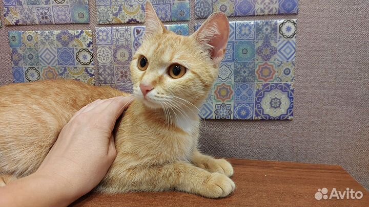 Рыжая кошка