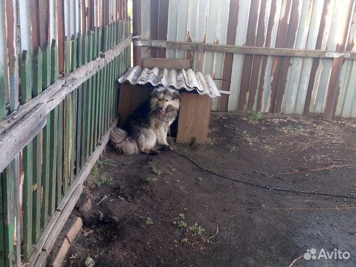Отдам в добрые руки
