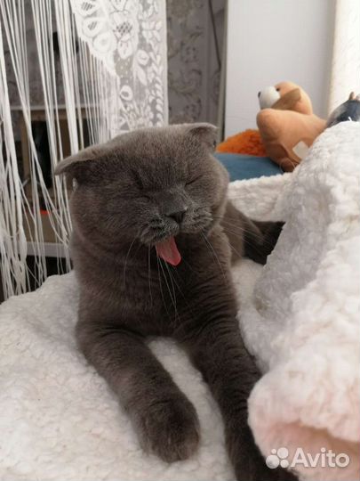 Вязка с котом