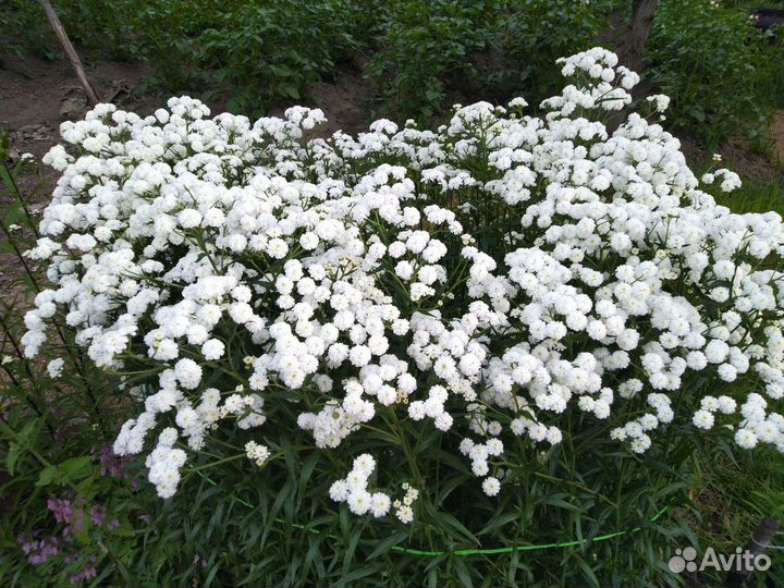 Жемчужница, многолетник