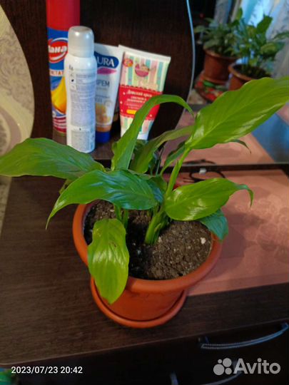 Спатифиллум