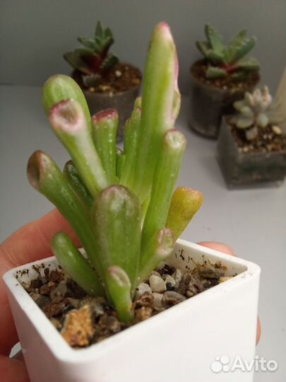 Крассулы сортовые