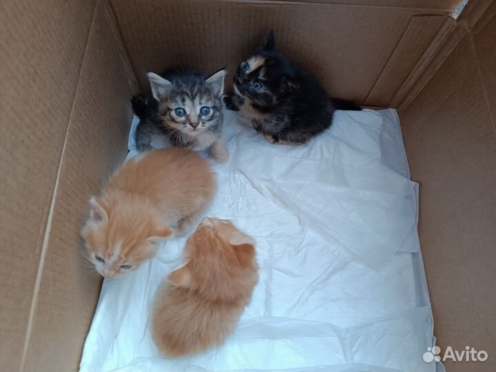 Котята в добрые руки