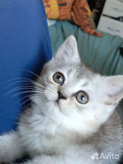 Котята Шотландские