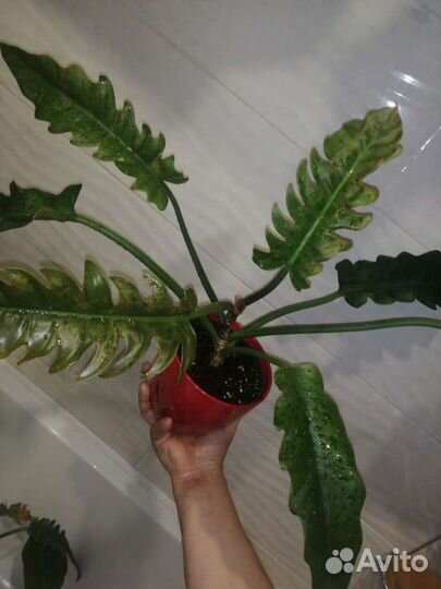 Филодендрон Narrow Escape