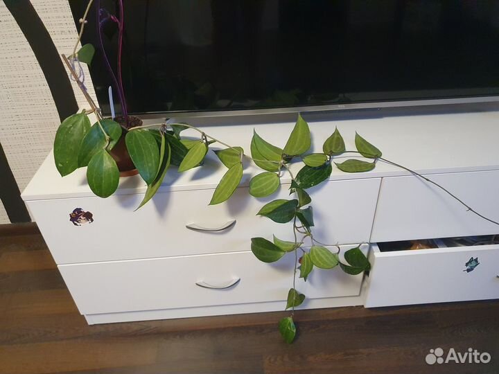 Хойя локки, бэлла и макрофилла