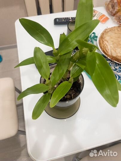 Дендробиум