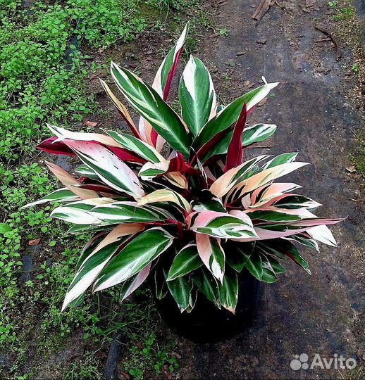 Диффенбахия, Алоказия, Строманта и Кроссандра