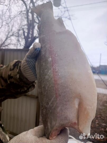 Форель потрошёная без головы