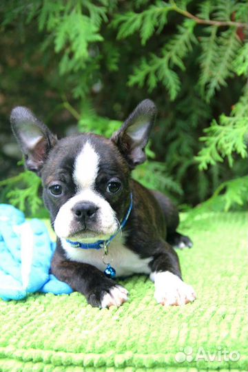 Бостон терьер. Мальчик