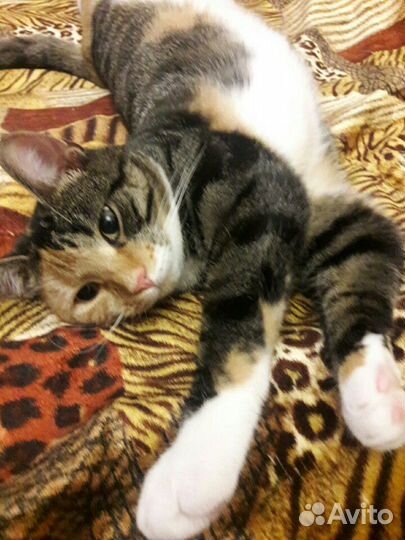 Красивая,воспитанная кошечка