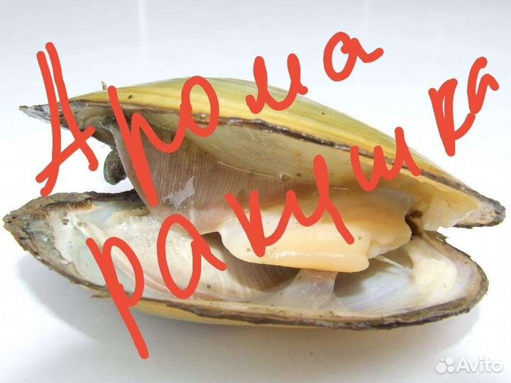 Ароматизатор ракушка (жидкий) Франция