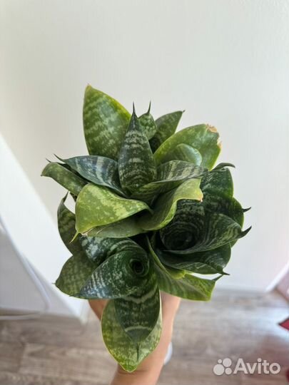 Сансевиерия