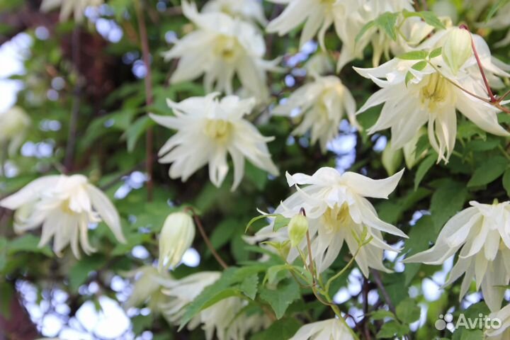 Садовые цветы и растения