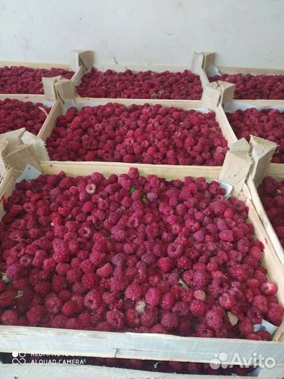 Бесплатная доставка