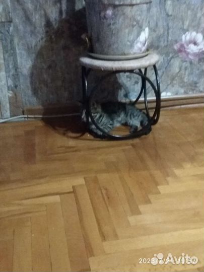 Кошечка в добрые руки