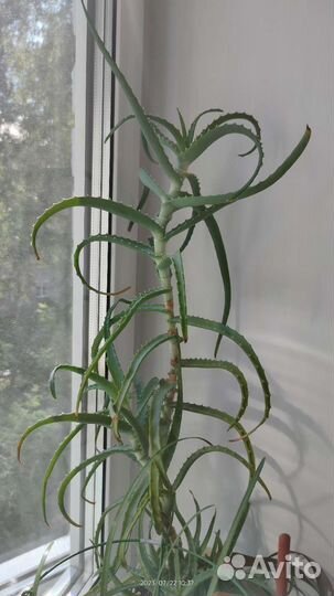 Комнатные цветы герань,каланхоэ,алоэ,хавортия