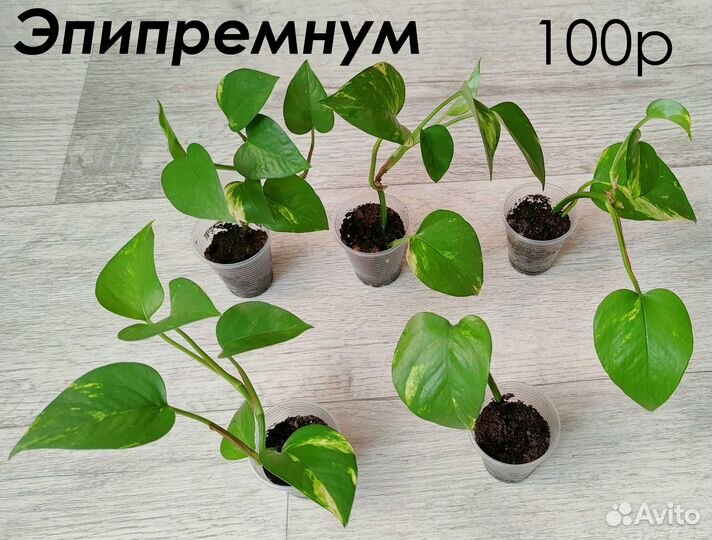 Комнатные растения цветы суккуленты