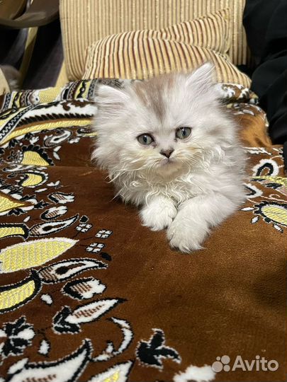 Британская шиншилла